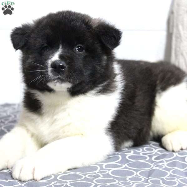 Teddy, Akita Puppy